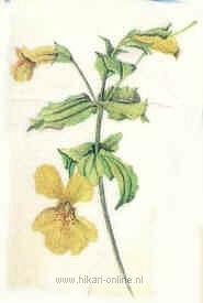 1. Mimulus (Maskerbloem) (20)