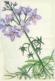 10. Water Violet (Waterviolier) (34)