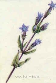 11. Gentian (Gentiaan) (12)