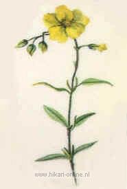 12. Rock Rose (Zonneroosje) (26)