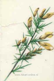13. Gorse (Gaspeldoorn) (13)