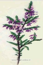 15. Heather (Struikheide) (14)
