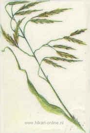 17. Wild Oat (Ruwe dravik) (36)