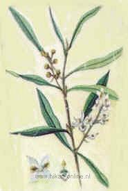 18. Olive (Olijf) (23)