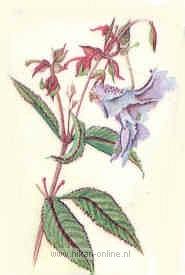 2. Impatiens (Reuzenbalsemien, springkruid) (18)
