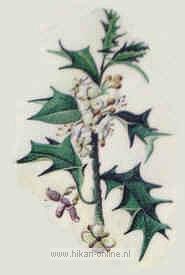 29. Holly (Hulst) (15)