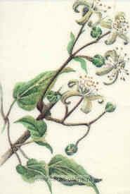 3. Clematis (Bosrank) (9)