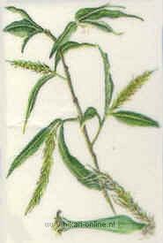 31. Willow (Bindwilg) (38)