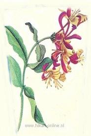 36. Honeysuckle ( Kamperfoelie) (16)