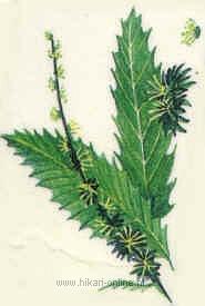 37. Sweet Chestnut (Tamme kastanje) (30)