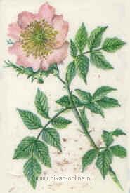 38. Wild Rose (Hondsroos) (37)