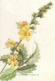 4. Agrimony (Agrimonie) (1)