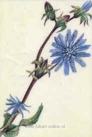 5. Chicory (Cichorei) (8)