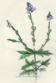 6. Vervain (IJzerhard) (31)
