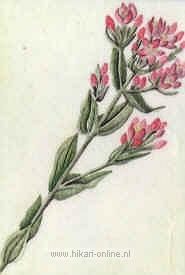 7. Centaury (Duizendguldenkruid) (4)