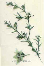 9. Scleranthus (Hardbloem) (28)