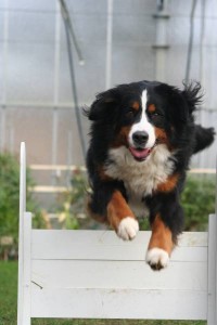 Flyball-001