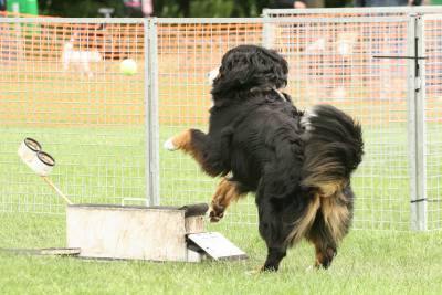 Flyball-002
