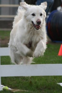 Flyball-002