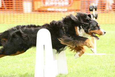Flyball-003