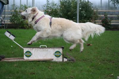 Flyball-003