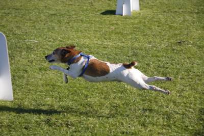Flyball-2 2011-008