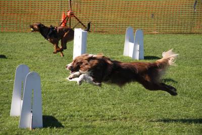 Flyball 2011-003