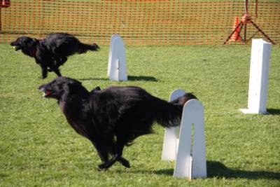 Flyball 2011-007