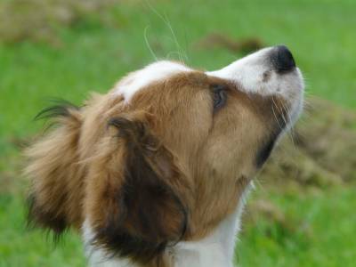 pups-002