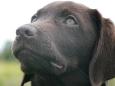 pups-011