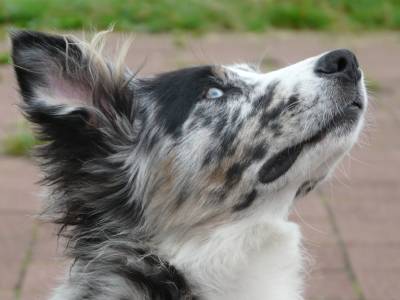 pups-012